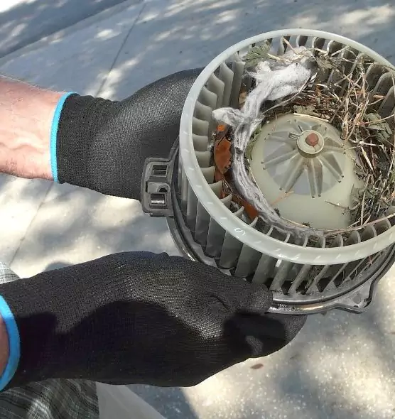 About Air Duct Mice Removal in Donna, TX